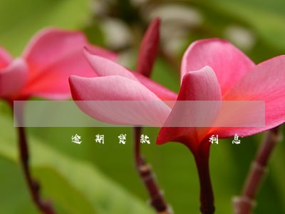 逾期贷款  利息